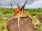 Lanai axis deer 3 2018.jpg