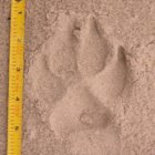 Dog-Tracks-TX-e1431726657260.jpg