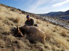 My 1081yd cow.jpg