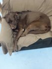 guard dog.jpg