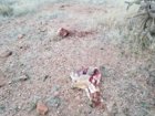 Rabbit Carnage 1.jpg