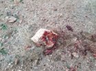 Rabbit Carnage 2.jpg
