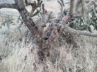 Rabbit Carnage 3.jpg