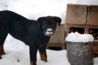 Snow 4 1-2-19.jpg