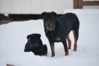 Snow 6 1-2-19.jpg