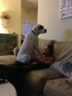 Lap Dog.JPG