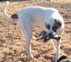 Squirrel Hunter.jpg