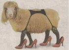 sheepheels.jpeg