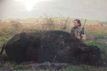 syd buffalo.jpg