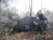 buffalo3.jpg