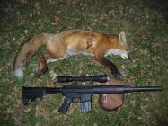 fox2.jpg