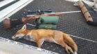 fox-swift-2019.jpg
