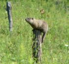 woodchuck on fence post.jpg