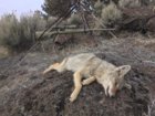coyote kill 78.JPG