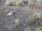 coyote kill 29 with FoxPro.JPG