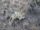 coyote kill 32.JPG