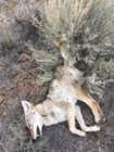 coyote kill 79.JPG
