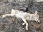 coyote kill 79 with Revolt.JPG