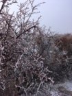 hoar frost.JPG