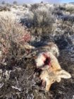 coyote kill 80.JPG