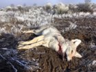 coyote kill 80 laid out.JPG