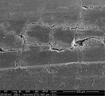 1inch 250X.jpg