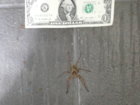 big ass spider 2.jpg