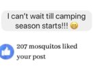 camping_season.jpeg