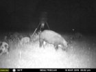 pig 19 may 2019.jpg