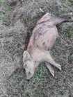 dead pig 22 may 2019.jpg