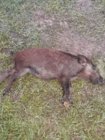 daed pig 1 09 June 2019.jpg daed pig 1 09 June 2019.jpg
