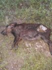 dead pig 2 09 June 2019.jpg dead pig 2 09 June 2019.jpg