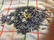 molly bullets sm.jpg