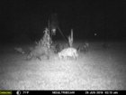 pig 25 June 2019 #1.jpg