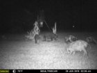 pig 25 June 2019 #2.jpg