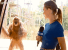 OMyMonkey.gif