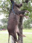 dead pig #1 30 June 2019.jpg