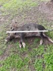 dead pig #3 30 June 2019.jpg