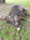 dead pig #2 30 June 2019.jpg