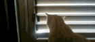 tumblr_n07ajfy63y1trc4dlo1_400.gif