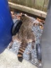 raccoon sanctioned for disturbing the peace.JPG