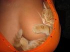 Kitten in Bra.jpg