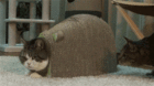 Catsurprise.gif