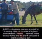 horse.jpg