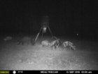 pig 13 Sept 2019 #1.jpg