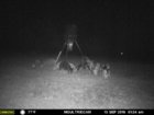 pigs 13 Sept 2019 #2.jpg