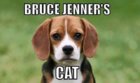 Brice Jenners cat.jpg