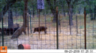 Hogs in Trap 082519.png