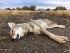 coyote kill 83.JPG