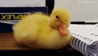 duck.gif